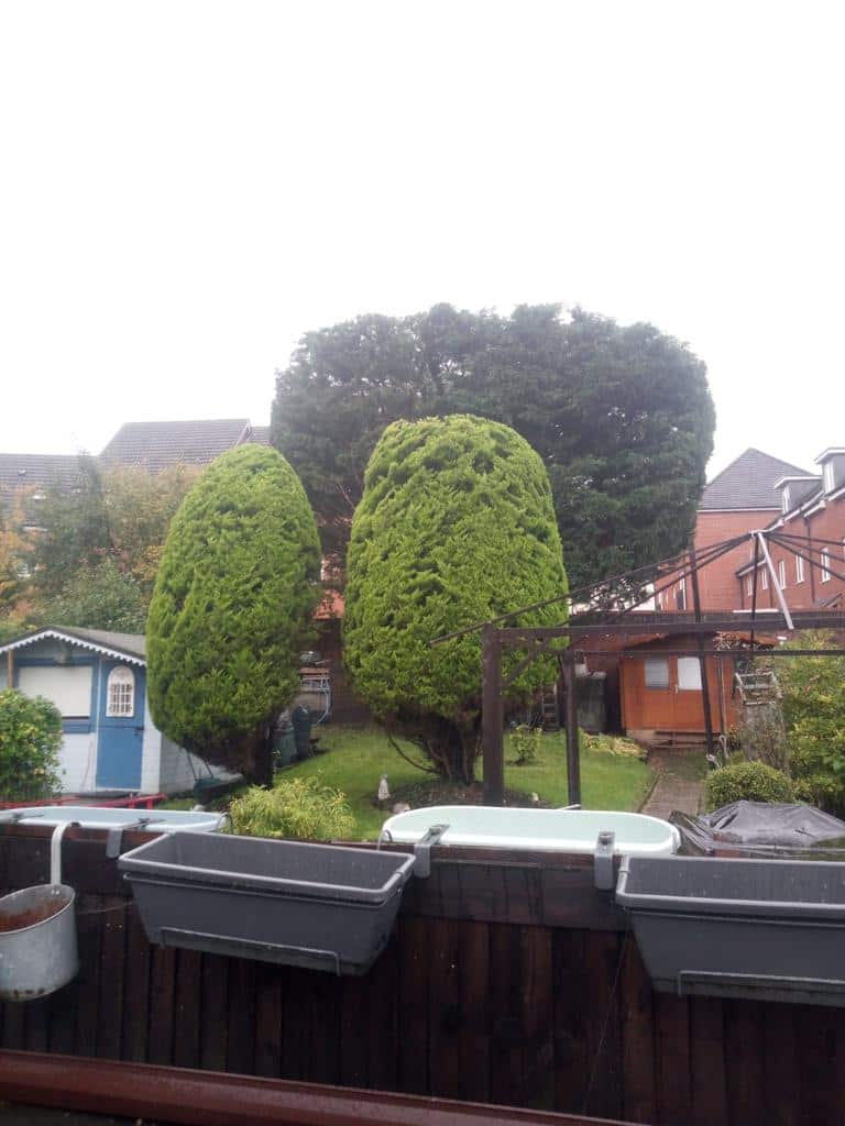 This is a photo of two tree in a garden that have just been trimmed. They have been sculpted by the operatives of NS Tree Surgery Weybridge